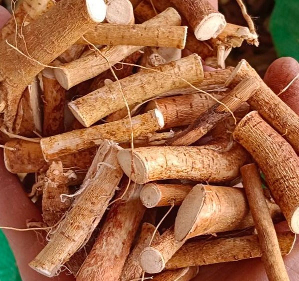 五指毛桃 (南芪) (五爪龍小圓片) 1 磅 CHINESE HERBS - Radix Ipomoeae Cairicae (Dried Hairy Fig Slides) #86450P