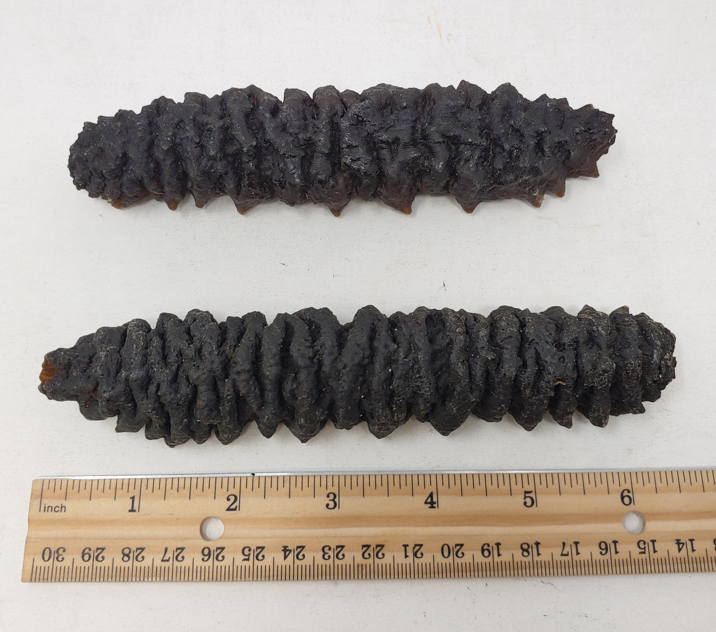 南美珍珠刺參(大) Dried Sea Cucumber (L) 8oz #1083b