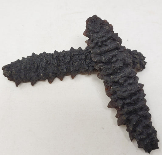 南美珍珠刺參(中) Dried Sea Cucumber (M) 8oz #1083a